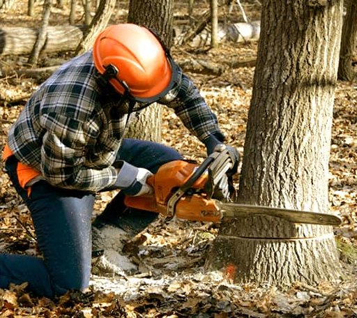 Tree Removal in Ossipee, NH